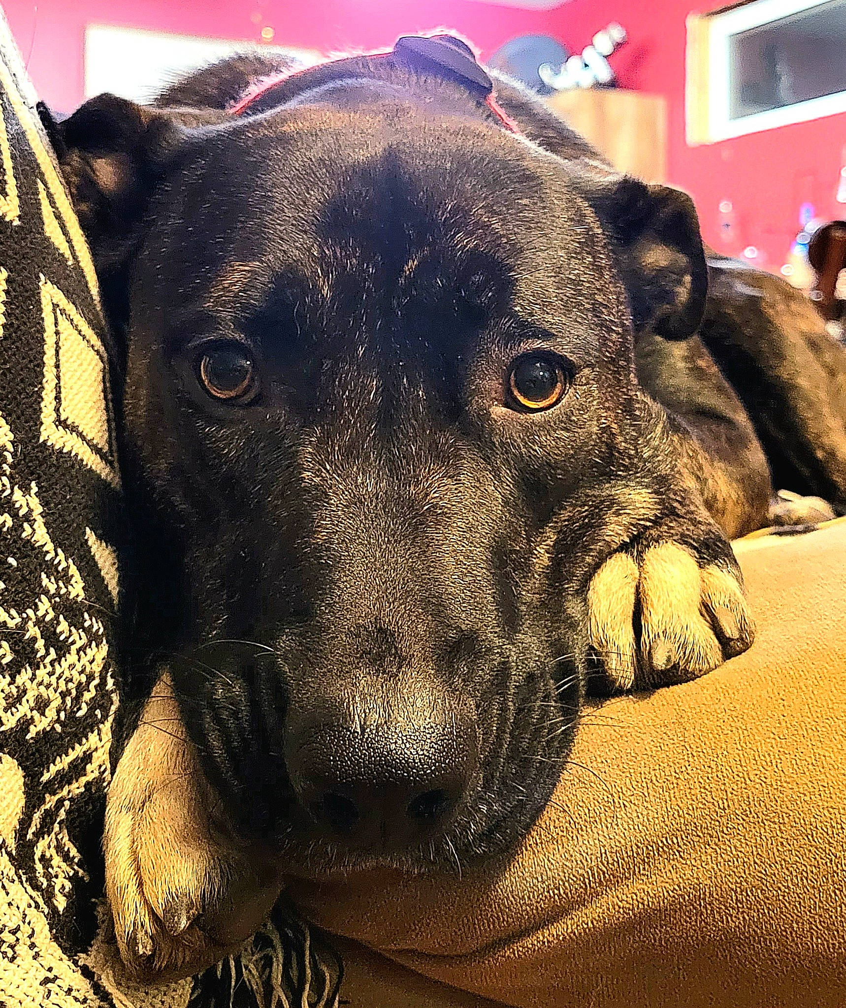 River joined the competition — help win amazing prizes! borador, canidae, carnivore, comfort, companion_dog, dog, dog_breed, dog_collar, fawn, fur, guard_dog, metal, retriever, snout, sporting_group, terrestrial_animal, whiskers, window, working_animal, working_dog