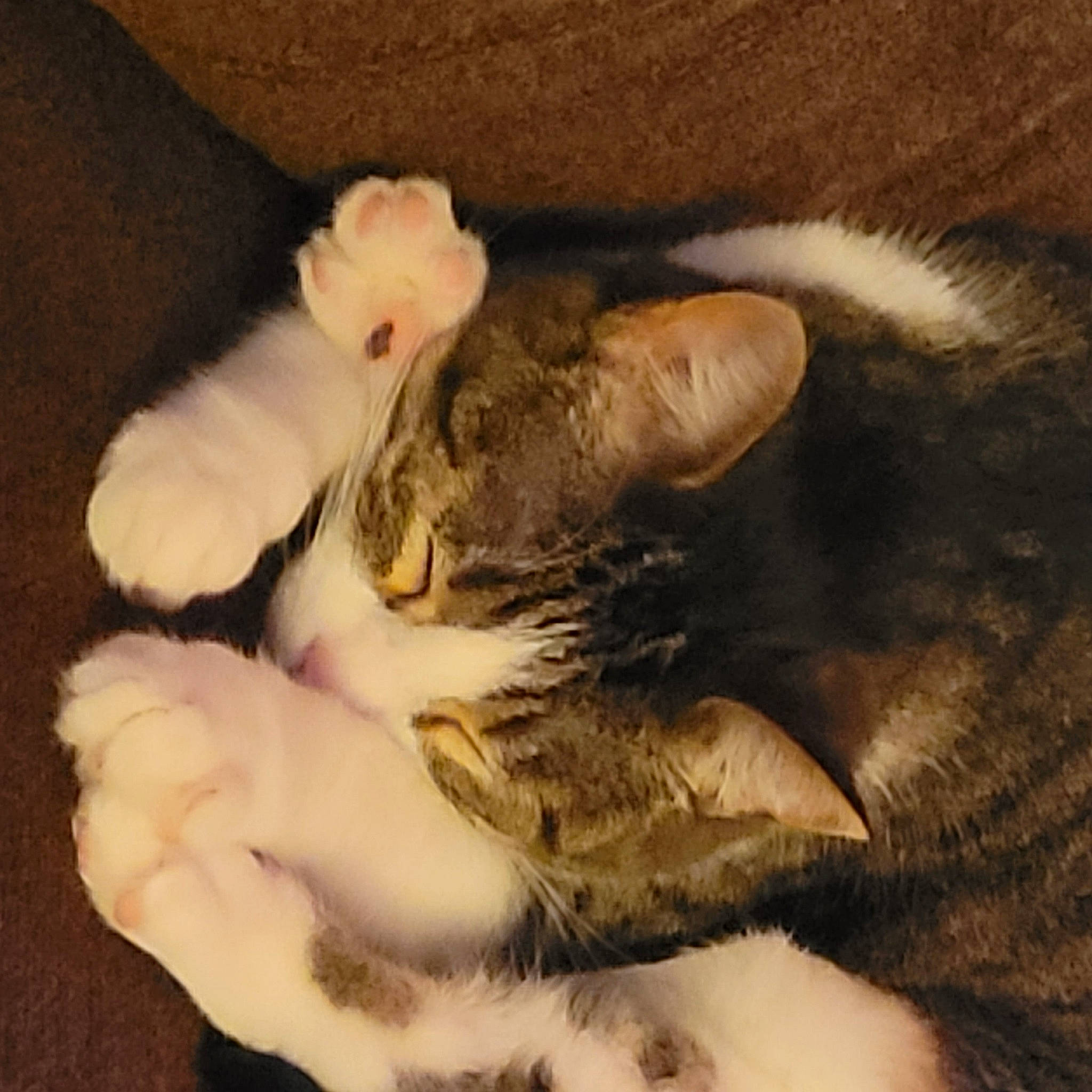 Hermione is registered to the contest to win money with this photo: carnivore, cat, claw, comfort, companion_dog, domestic_short_haired_cat, fawn, felidae, fur, mammal, nap, paw, sleep, small_to_medium_sized_cats, snout, tail, textile, vertebrate, whiskers