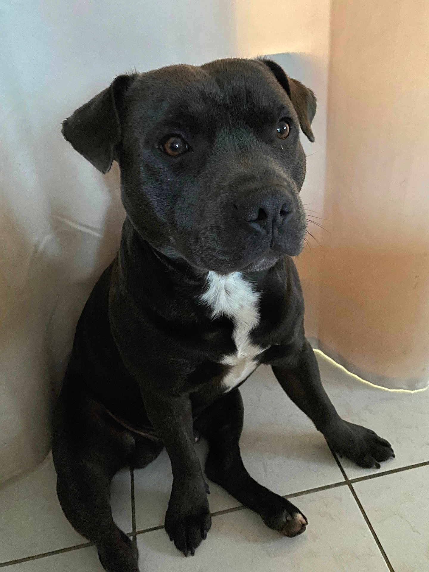 Apollo