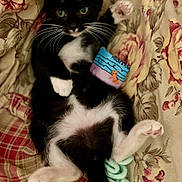 Bella is registered to the contest to win money with this photo: animal, black_and_white, blanket, cat, cozy, cute, domestic, floral_pattern, fur, indoor, kitten, paw, pet, plaid_pattern, playful, relaxed, resting, tail, toy, whiskers