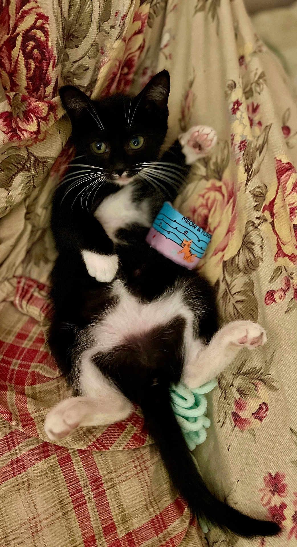 Bella