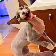 Diva is registered to the contest to win money with this photo: sphynx_cat, cat, hairless_cat, indoor, pet, animal, mouth_open, yawning, wooden_floor, bathroom, counter, furniture, ears, tongue, whiskers, paw, cute, funny, expression, domestic_cat