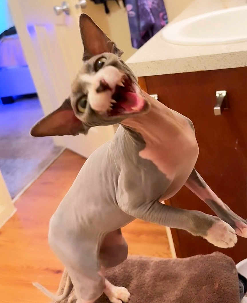 Diva is registered to the contest to win money with this photo: sphynx_cat, cat, hairless_cat, indoor, pet, animal, mouth_open, yawning, wooden_floor, bathroom, counter, furniture, ears, tongue, whiskers, paw, cute, funny, expression, domestic_cat