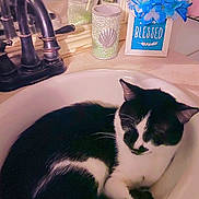 Sylas joined the competition — help win amazing prizes! cat, sink, bathroom, black_and_white, flowers, decor, faucet, resting, curled_up, pet, domestic_animal, cozy, white, black, container, indoor, relaxation, sleeping, household, cute