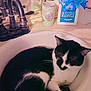 cat, sink, bathroom, black_and_white, flowers, decor, faucet, resting, curled_up, pet, domestic_animal, cozy, white, black, container, indoor, relaxation, sleeping, household, cute