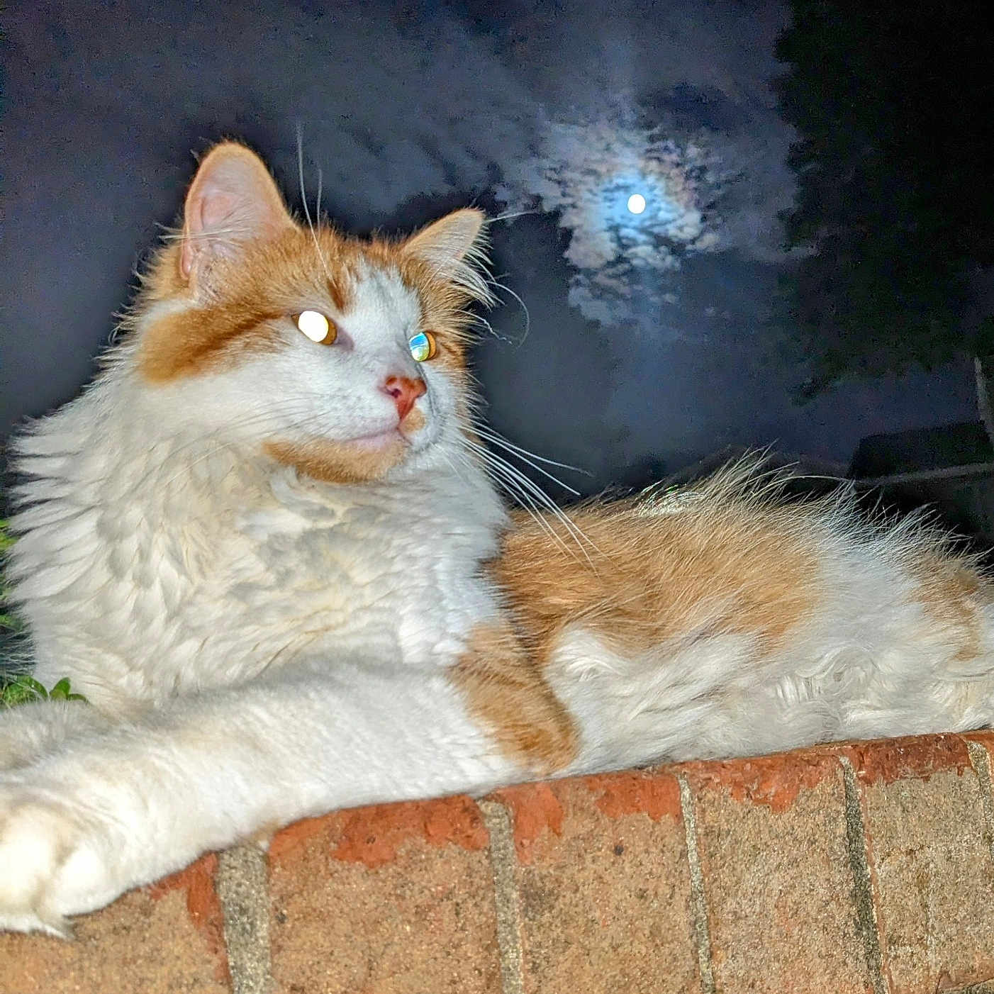 Foxy Roxy joined the competition — help win amazing prizes! abyssinian, angora, animal, architecture, astronomy, brick, building, cat, kitten, lighting, manx, moon, nature, night, outdoors, path, pet, siamese, walkway, wall