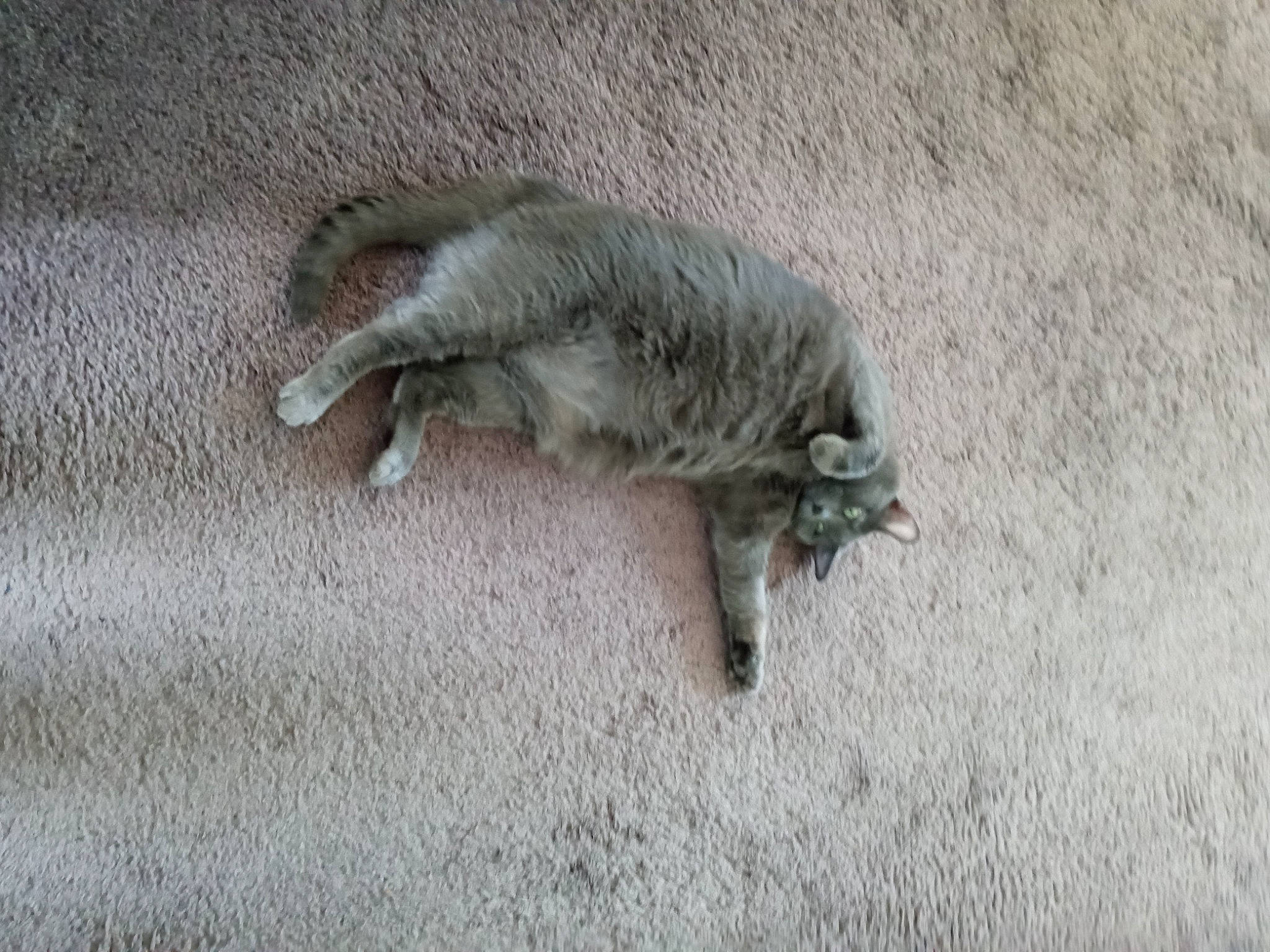 Cheeba is registered to the contest to win money with this photo: canidae, carnivore, cat, claw, dog_breed, domestic_short_haired_cat, felidae, fur, grey, paw, small_to_medium_sized_cats, tail, terrestrial_animal, whiskers