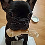 dog, puppy, french_bulldog, black_dog, bone, rawhide, pet, cute, close_up, indoor, floor, bowl, animal, canine, young_dog, toy, white_surface, standing, blurred_background, domestic_animal