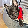 Hercule participe au concours pour gagner de l'argent avec cette photo : dog, french_bulldog, puppy, pet_bed, red_sweater, indoor, blanket, cozy, wooden_floor, ears, paw, cute, fur, animal, domestic_animal, pet, resting, looking, close_up, soft_light