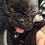 Hercule participe au concours pour gagner de l'argent avec cette photo : dog, french_bulldog, puppy, sleeping, tongue_out, close_up, pet, cozy, blanket, paw, fur, cute, resting, indoors, animal, snout, ears, napping, soft, companion