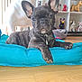 french_bulldog, puppy, dog_bed, turquoise, indoor, wooden_floor, dog_statues, decorative_sculptures, ears, brindle_coat, pet, animal, cute, looking_at_camera, sitting, relaxed, toy, collection, home, background
