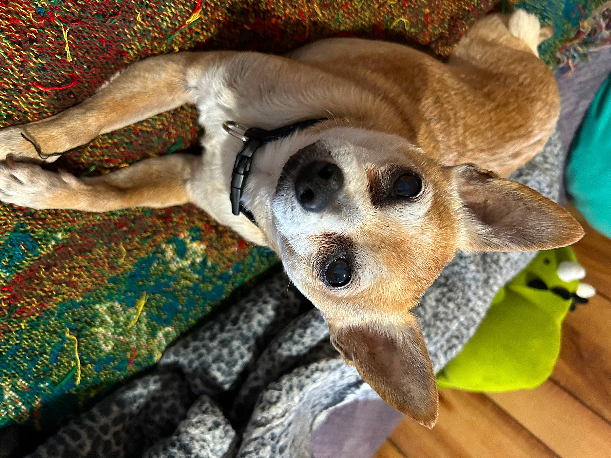 Sammy joined the competition — help win amazing prizes! canidae, carnivore, collar, companion_dog, dog, dog_breed, dog_collar, dog_supply, fawn, fur, linens, pattern, paw, snout, sporting_group, sunglasses, terrestrial_animal, toy_dog, whiskers, working_animal