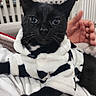 cat, black_cat, animal, pet, hoodie, clothing, indoor, person_hand, lounge, feline, cozy, white, black, soft_fabric, domestic, relaxed, fur, whiskers, ears, closeup