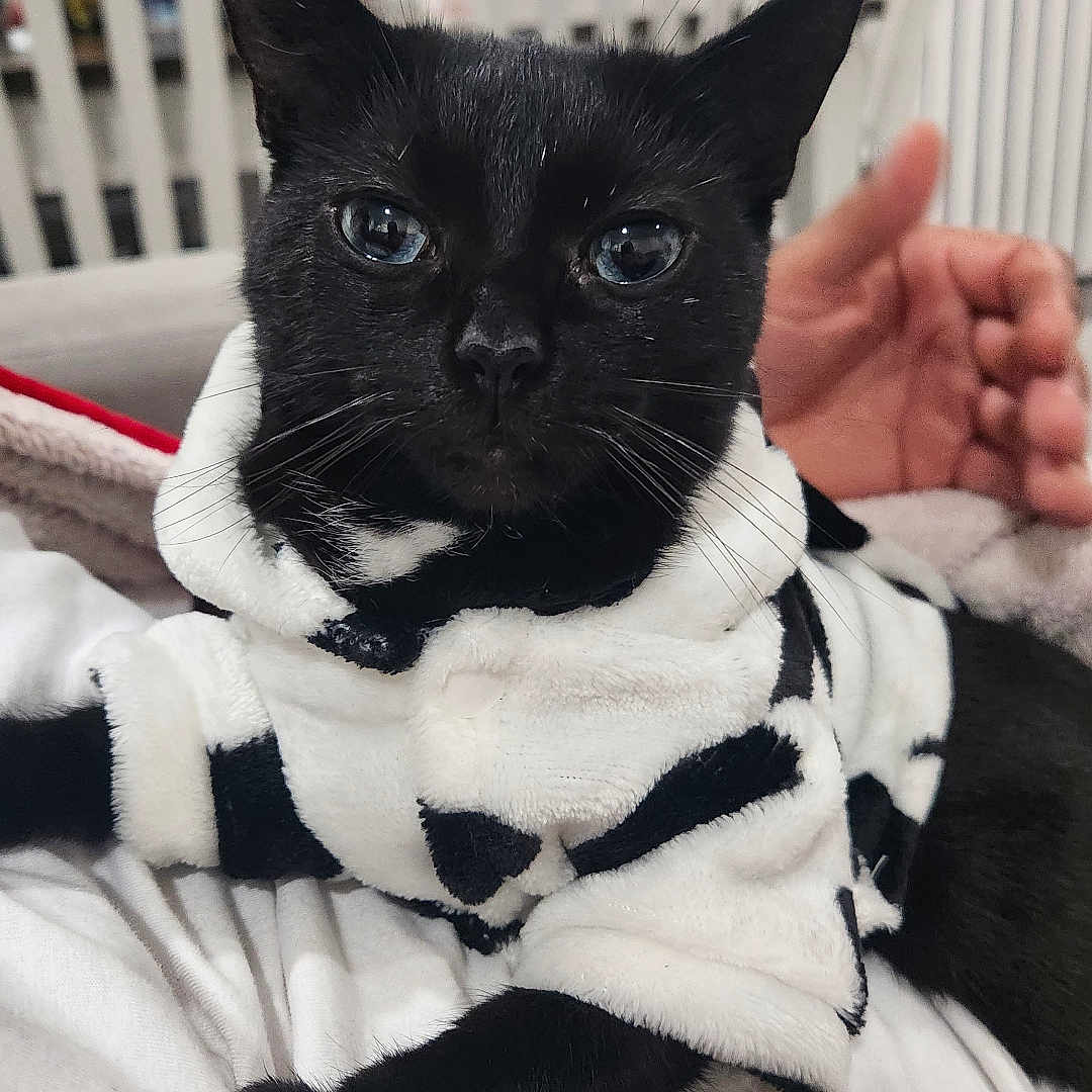Gypsy is registered to the contest to win money with this photo: cat, black_cat, animal, pet, hoodie, clothing, indoor, person_hand, lounge, feline, cozy, white, black, soft_fabric, domestic, relaxed, fur, whiskers, ears, closeup