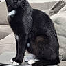 Gypsy is registered to the contest to win money with this photo: black_cat, blue_eyes, white_paws, sitting, laptop, couch, indoor, pet, feline, curious, cozy, home, fur, whiskers, tail, close_up, domestic_animal, relaxed, comfortable, portrait