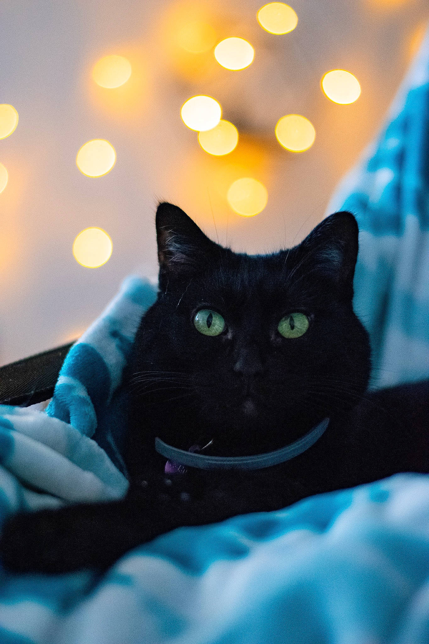 Panthere participe au concours pour gagner de l'argent avec cette photo : asian, black, black_cat, blue, carnivore, cat, domestic_short_haired_cat, ear, eye, felidae, fur, kitten, sky, small_to_medium_sized_cats, snout, whiskers