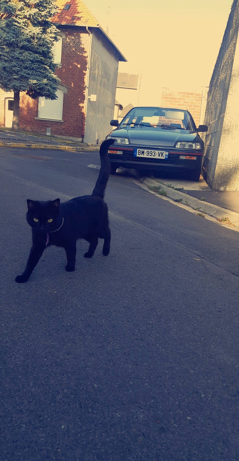 Panthere a rejoint le concours — aidez-le/la à gagner de superbes lots ! asphalt, black_cat, car, carnivore, cat, family_car, felidae, shadow, small_to_medium_sized_cats, snapshot, tail, vehicle