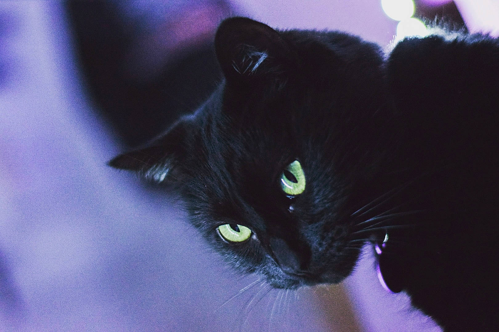 Panthere participe au concours pour gagner de l'argent avec cette photo : black, black_and_white, black_cat, bombay, carnivore, cat, domestic_short_haired_cat, ear, eye, felidae, fur, iris, kitten, norwegian_forest_cat, organism, sky, small_to_medium_sized_cats, snout, whiskers