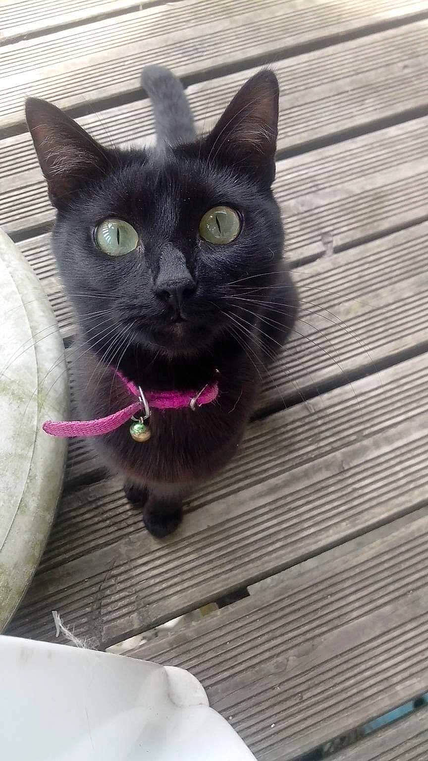 Panthere participe au concours pour gagner de l'argent avec cette photo : asian, black_cat, bombay, british_shorthair, burmese, carnivore, cat, chartreux, domestic_short_haired_cat, felidae, kitten, korat, mammal, nebelung, small_to_medium_sized_cats, snout, vertebrate, whiskers