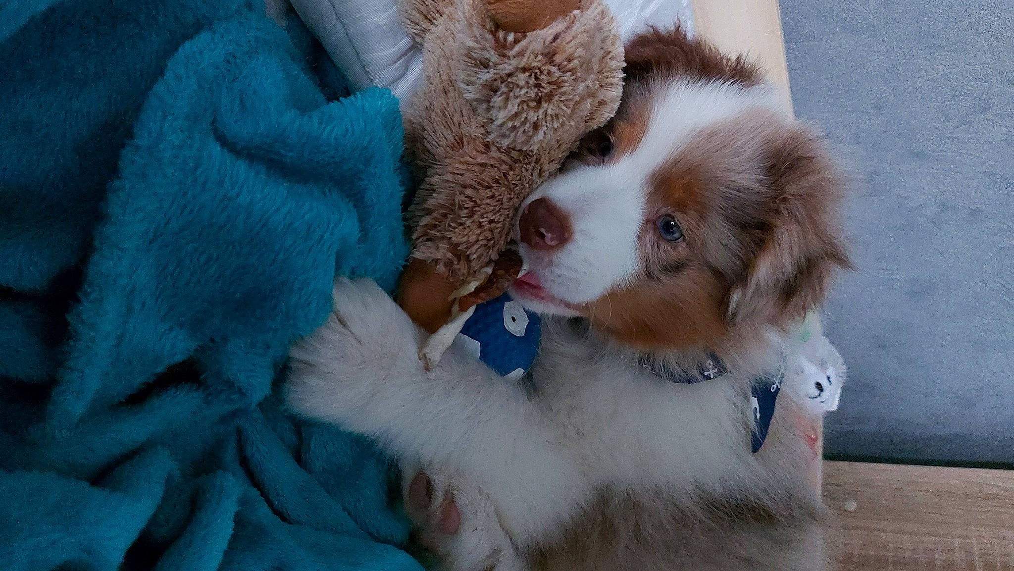 Simba participe au concours pour gagner de l'argent avec cette photo : canidae, carnivore, cavalier_king_charles_spaniel, companion_dog, dog, dog_breed, dog_supply, fawn, fur, liver, non_sporting_group, pet_supply, puppy, snout, spaniel, sporting_group, stuffed_toy, toy_dog, vertebrate, working_animal