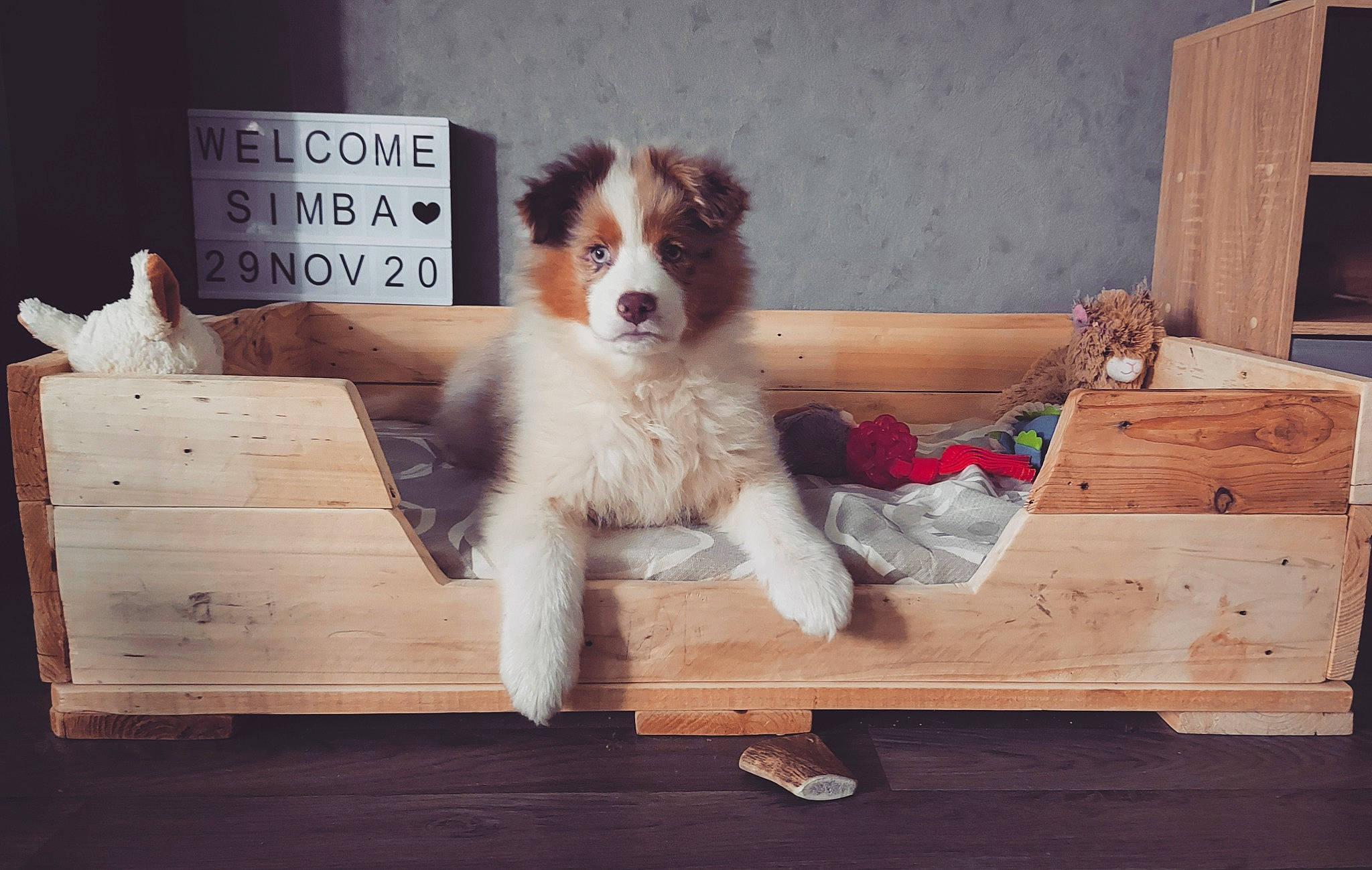 Simba a rejoint le concours — aidez-le/la à gagner de superbes lots ! box, canidae, carnivore, cavalier_king_charles_spaniel, companion_dog, dog, dog_breed, fur, hardwood, herding_dog, liver, lumber, pet_supply, plank, plywood, spaniel, sporting_group, vertebrate, wood, working_dog