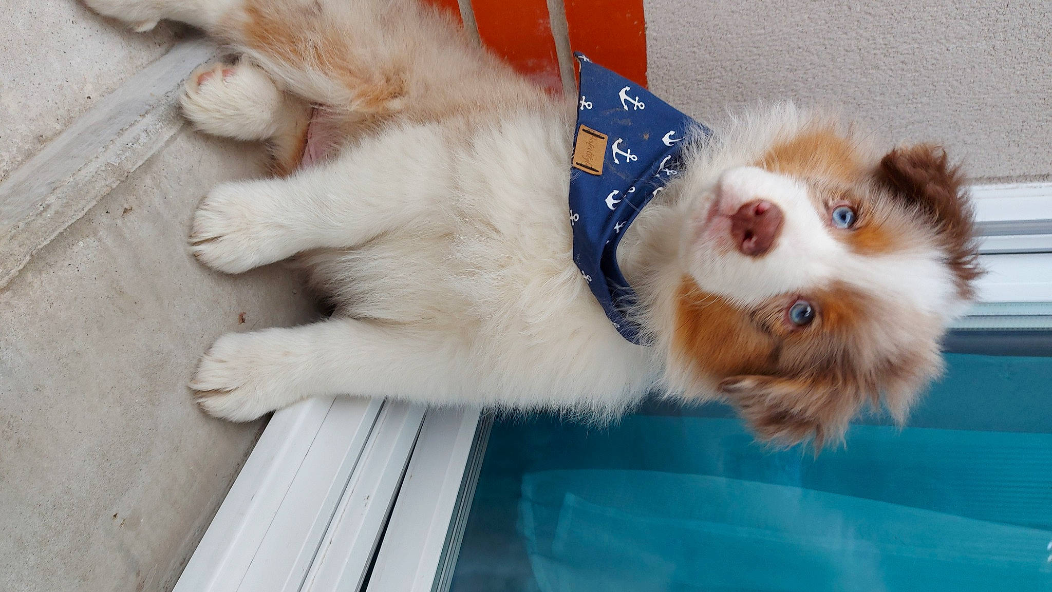 Simba participe au concours pour gagner de l'argent avec cette photo : canidae, carnivore, cat, companion_dog, dog, dog_breed, felidae, fur, mammal, paw, puppy, small_to_medium_sized_cats, sporting_group