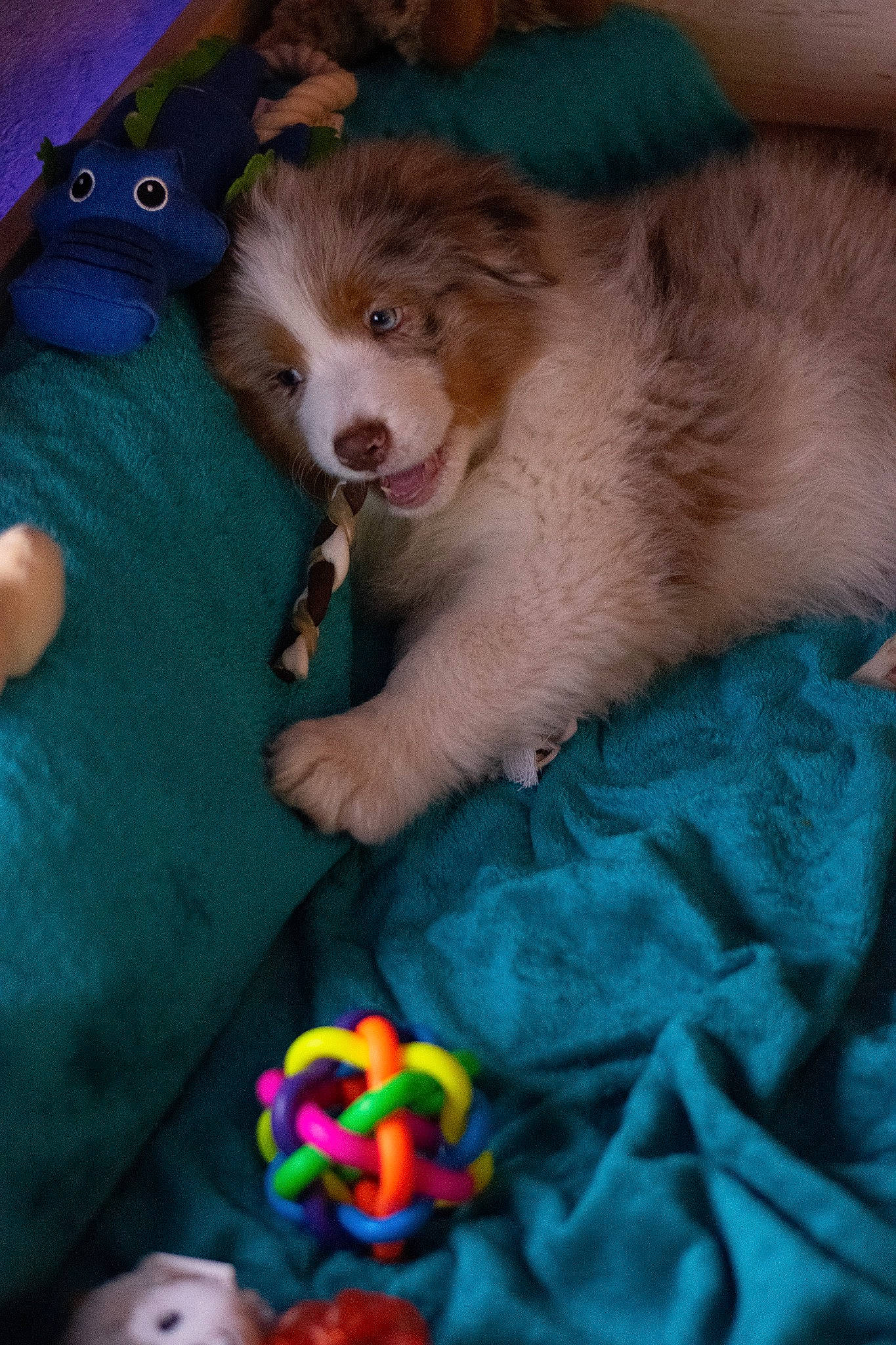 Simba participe au concours pour gagner de l'argent avec cette photo : australian_shepherd, border_collie, canidae, carnivore, child, dog, dog_breed, miniature_australian_shepherd, puppy, shetland_sheepdog, siberian_husky, sporting_group