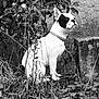 Reglyss a rejoint le concours — aidez-le/la à gagner de superbes lots ! alert, animal, black_and_white, collar, concrete, dog, fence, french_bulldog, grass, leaf, nature, outdoor, pet, plants, portrait, serious, shrub, sitting, stone, wire_fence
