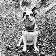 Reglyss a rejoint le concours — aidez-le/la à gagner de superbes lots ! alert, animal, black_and_white, canine, collar, curious, dog, ears, forest, french_bulldog, fur, ground, leaves, nature, outdoor, path, pet, portrait, sitting, small_dog