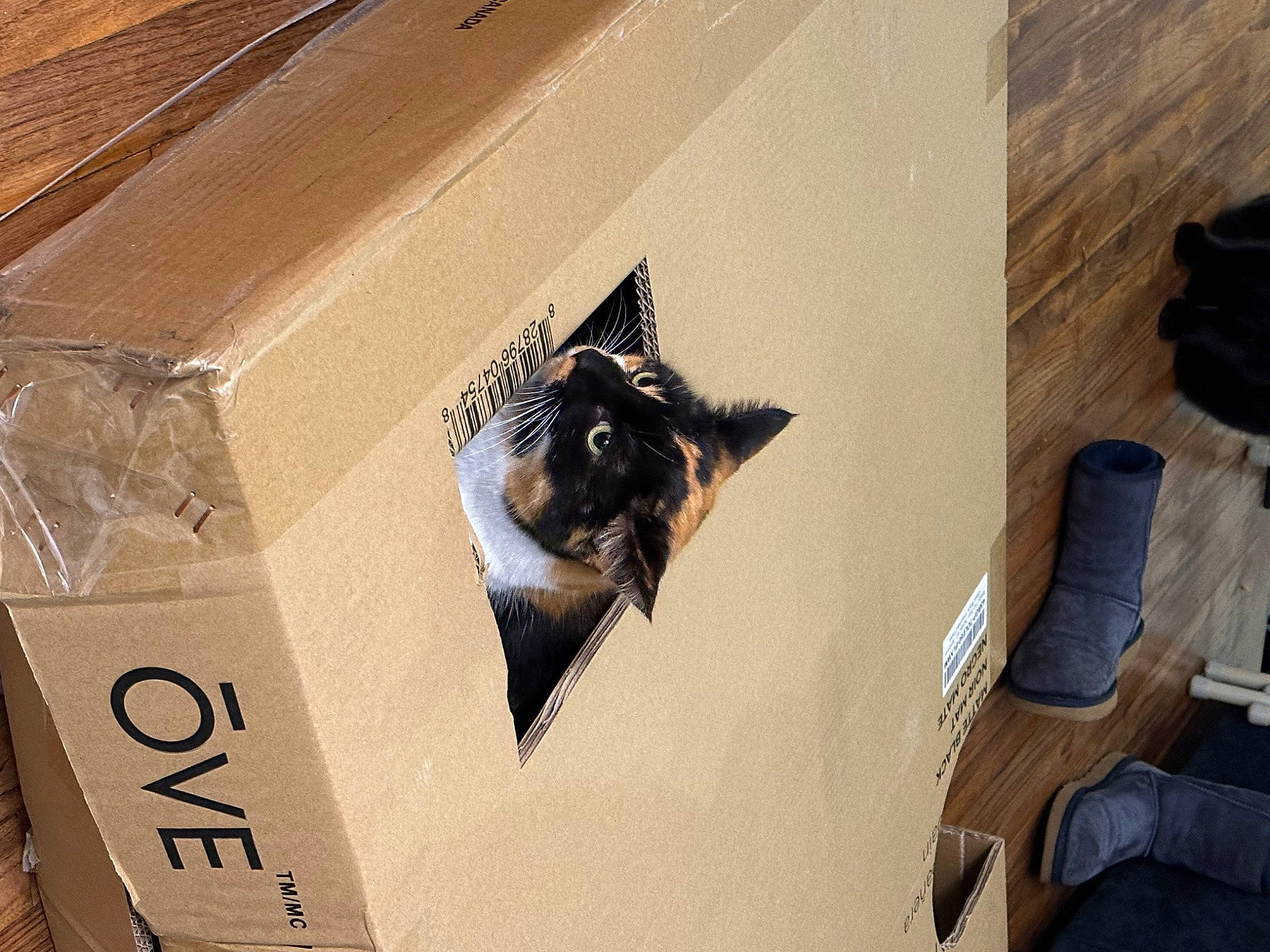 Katy Purry joined the competition — help win amazing prizes! box, brown, cardboard, carnivore, carton, cat, felidae, flooring, font, hardwood, material_property, packaging_and_labeling, packing_materials, paper, rectangle, room, shipping_box, small_to_medium_sized_cats, whiskers, wood