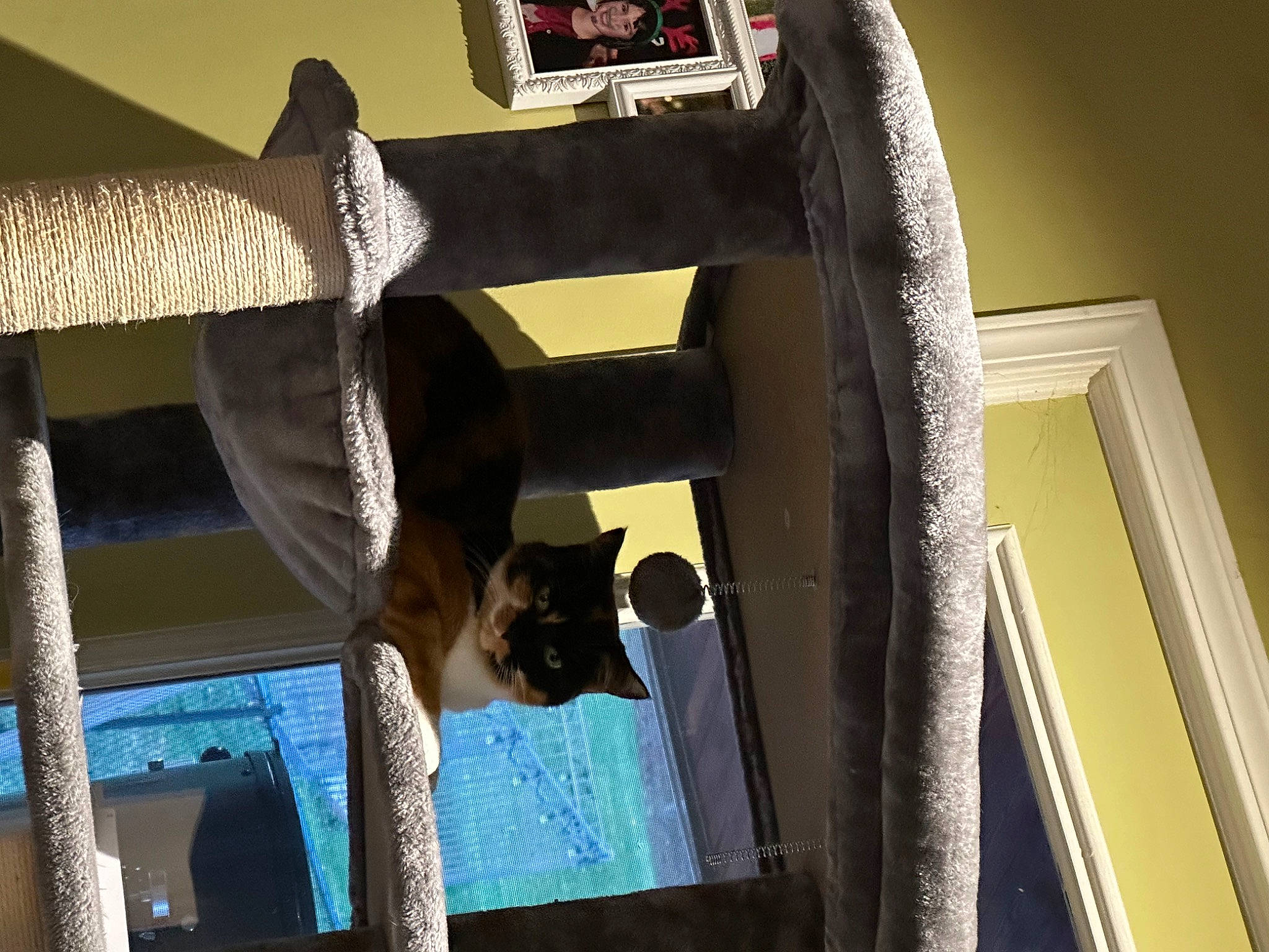 Katy Purry joined the competition — help win amazing prizes! arch, building, carnivore, ceiling, daylighting, dog, facade, glass, light, room, sash_window, shade, sporting_group, stairs, symmetry, tints_and_shades, window, wood