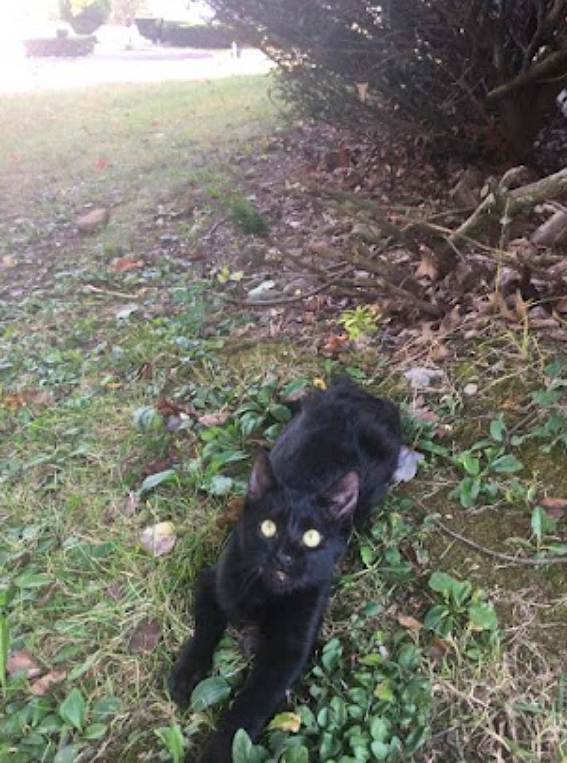 Andy joined the competition — help win amazing prizes! black_cat, bombay, cat, dog_breed, domestic_short_haired_cat, felidae, fur, grass, groundcover, landscape, plant, shadow, small_to_medium_sized_cats, soil, tail, terrestrial_animal, tree, whiskers