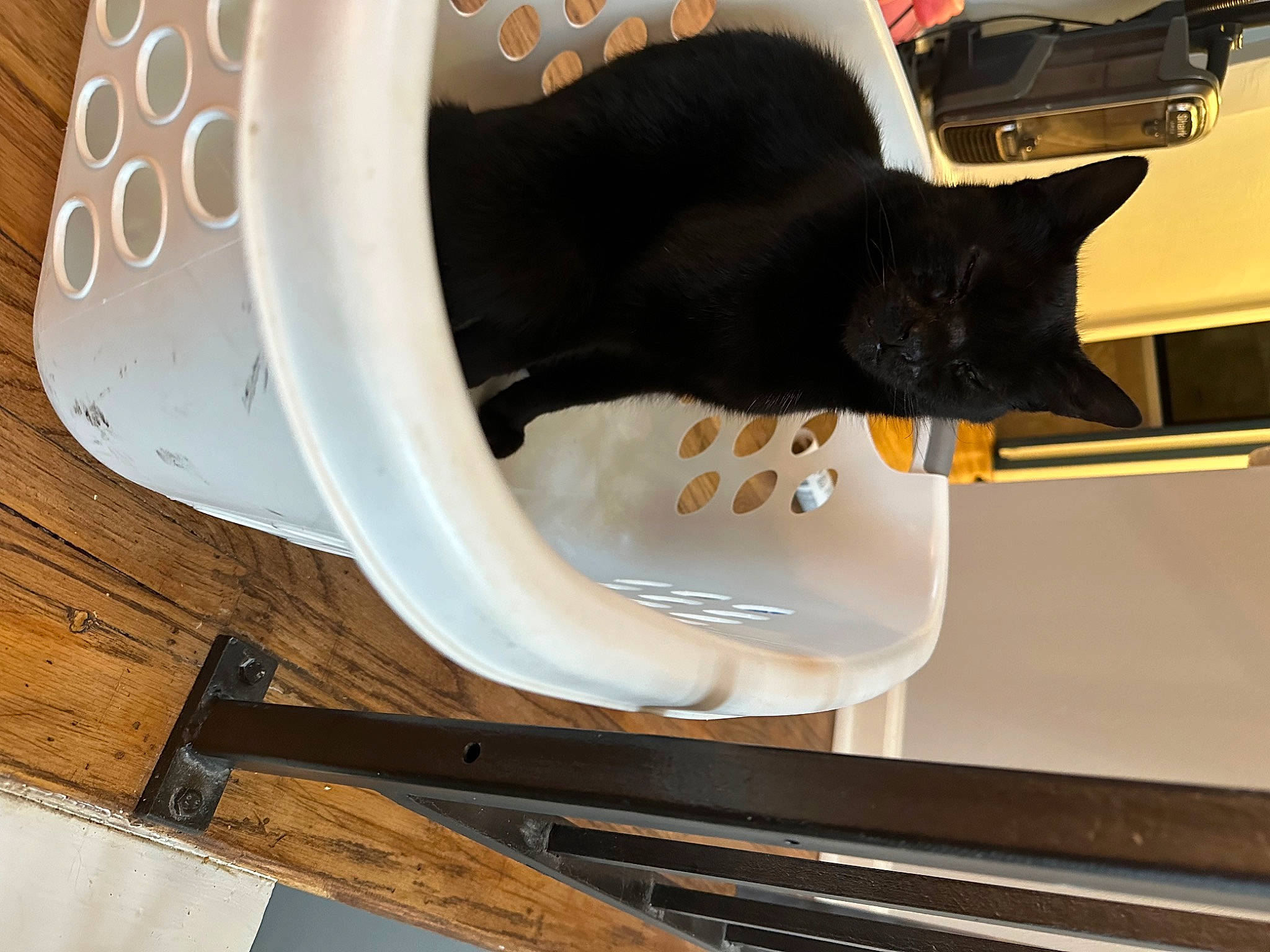 Andy joined the competition — help win amazing prizes! automotive_exterior, automotive_lighting, automotive_tire, bumper, carnivore, cat, comfort, domestic_short_haired_cat, felidae, fender, hardwood, motor_vehicle, pet_supply, small_to_medium_sized_cats, tail, vehicle_door, vertebrate, whiskers, wood, wood_stain