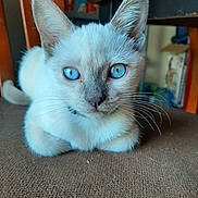 White is registered to the contest to win money with this photo: cat, kitten, blue_eyes, whiskers, fur, portrait, close_up, indoor, chair, carpet, furniture, paws, ears, cute, pet, animal, domestic_cat, face, nose, sitting