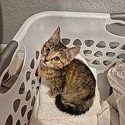 Poppy is registered to the contest to win money with this photo: cat, kitten, tabby_cat, laundry_basket, towel, indoor, pet, curious, stripes, whiskers, ears, wide_eyes, sitting, household, plastic, floor, textured_wall, blanket, tail, portrait