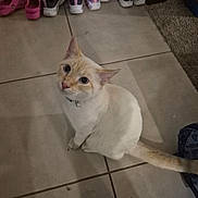 Winter is registered to the contest to win money with this photo: cat, pet, cream_cat, white_cat, blue_eyes, collar, bell, sitting, looking_up, tile_floor, tiles, shoes, sneakers, crocs, footwear, tail, whiskers, indoor, carpet, bag