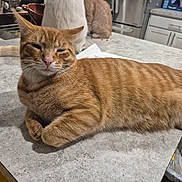 Russell is registered to the contest to win money with this photo: cat, ginger_cat, tabby, pet, indoor, kitchen, countertop, relaxed, whiskers, paws, tail, closeup, portrait, furniture, refrigerator, sink, cabinet, domestic, table, sleepy