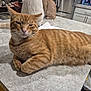 cat, ginger_cat, tabby, pet, indoor, kitchen, countertop, relaxed, whiskers, paws, tail, closeup, portrait, furniture, refrigerator, sink, cabinet, domestic, table, sleepy