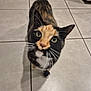 cat, calico_cat, feline, pet, whiskers, green_eyes, tile_floor, indoor, kitchen, door, refrigerator, curious, looking_up, front_paw, portrait, close_up, fur, animal, shadow, floor_tiles