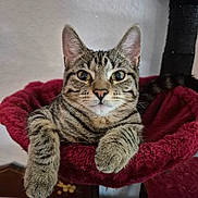 Lola is registered to the contest to win money with this photo: cat, tabby_cat, pet, feline, whiskers, paws, ears, eyes, striped, cozy_bed, plush_bed, cat_tree, indoor, portrait, close_up, relaxed, looking_at_camera, fur, muzzle, home