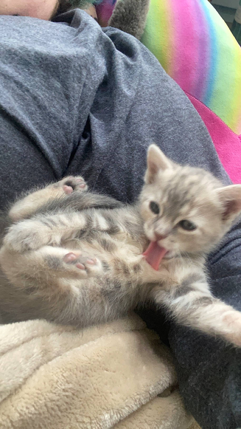 Duchess joined the competition — help win amazing prizes! carnivore, cat, claw, comfort, domestic_short_haired_cat, felidae, fur, gesture, mammal, nap, paw, small_to_medium_sized_cats, snout, tail, vertebrate, whiskers