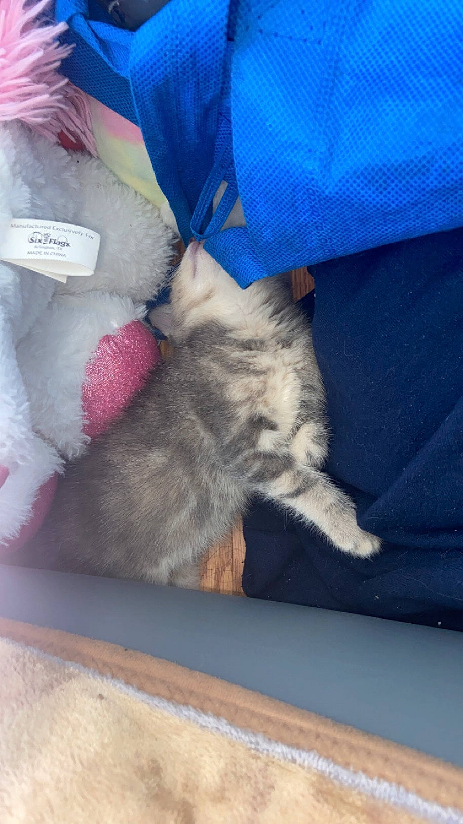 Duchess is registered to the contest to win money with this photo: carnivore, cat, claw, comfort, domestic_short_haired_cat, electric_blue, felidae, foot, fur, grey, human_leg, linens, magenta, nap, paw, sleep, small_to_medium_sized_cats, tail, textile, whiskers