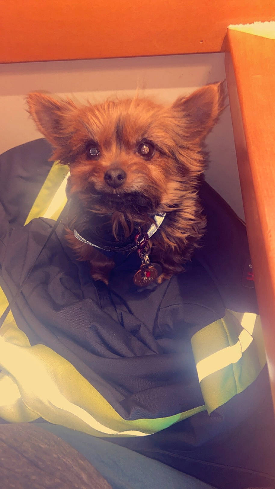 Minnie joined the competition — help win amazing prizes! canidae, carnivore, companion_dog, dog, dog_breed, dog_clothes, dog_supply, ear, fawn, felidae, fur, liver, puppy, small_terrier, snout, sporting_group, terrestrial_animal, toy_dog, whiskers, working_animal