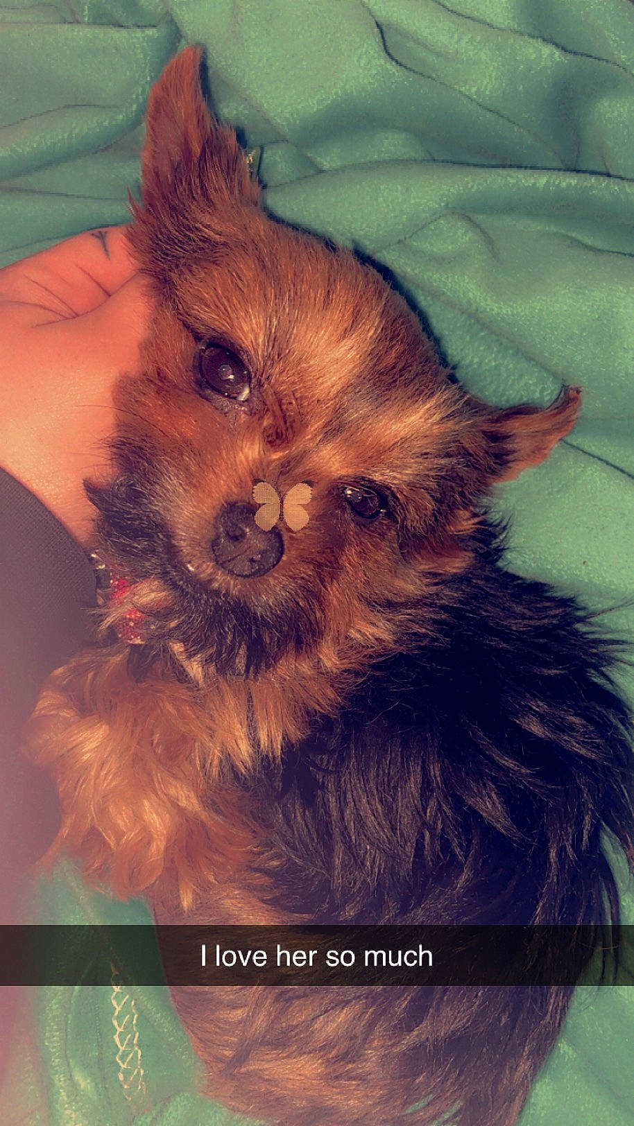 Minnie joined the competition — help win amazing prizes! canidae, carnivore, companion_dog, dog, dog_breed, dog_supply, fawn, fur, liver, puppy, small_terrier, snout, sporting_group, terrestrial_animal, terrier, toy_dog, whiskers, working_animal, yorkipoo, yorkshire_terrier