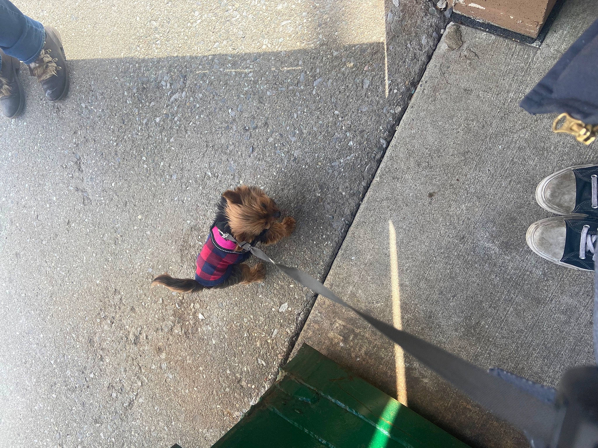 Minnie is registered to the contest to win money with this photo: asphalt, carnivore, city, companion_dog, concrete, dog, fawn, floor, flooring, fun, human_settlement, leash, leisure, line, recreation, road, road_surface, sidewalk, street, wall