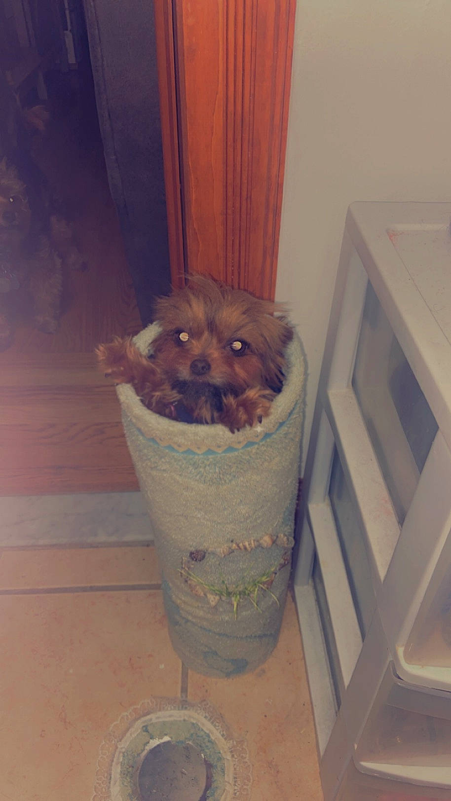 Minnie joined the competition — help win amazing prizes! animal_feed, carnivore, cat_supply, companion_dog, dog, dog_breed, dog_food, dog_supply, fawn, felidae, flooring, fur, hardwood, pet_supply, sporting_group, toy_dog, whiskers, wood, wood_stain, working_animal