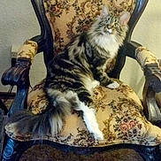 Jenny joined the competition — help win amazing prizes! cat, tabby, fluffy, chair, vintage, armchair, furniture, indoor, pet, animal, curious, relaxed, carpet, wood, decor, patterned, portrait, sitting, feline, home