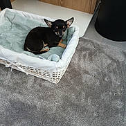 Aloha participe au concours pour gagner de l'argent avec cette photo : animal, basket, blanket, canine, carpet, cozy, cute, dog, domestic, floor, furniture, home, indoor, pet, puppy, relaxing, resting, sleepy, small_dog, wooden