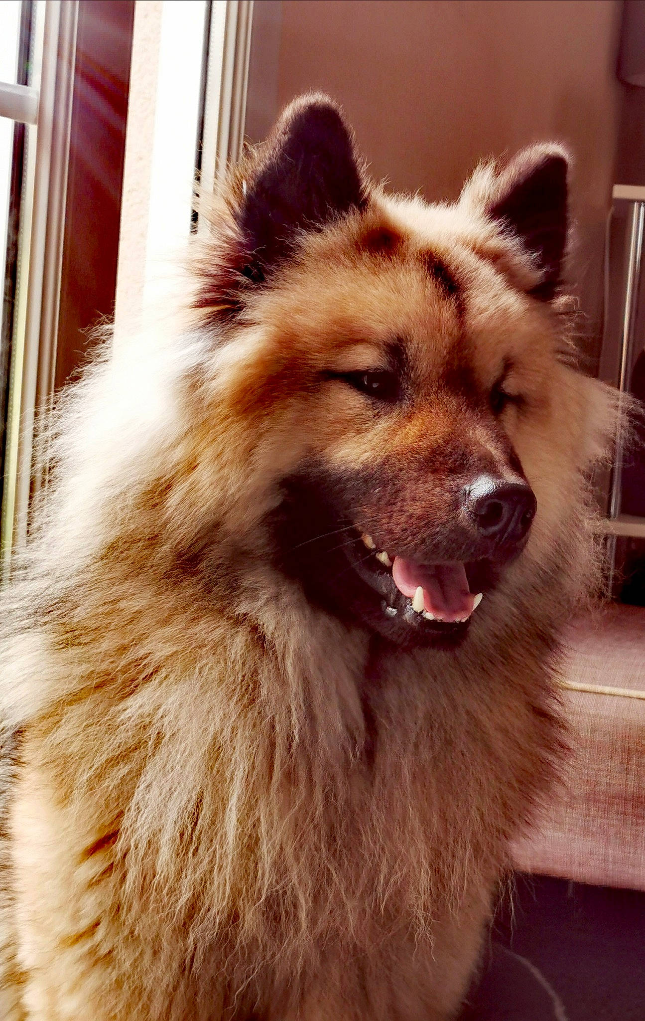 Orkan a rejoint le concours — aidez-le/la à gagner de superbes lots ! ancient_dog_breeds, canidae, carnivore, chow_chow, companion_dog, dog, dog_breed, eurasier, fawn, german_spitz, german_spitz_klein, german_spitz_mittel, icelandic_sheepdog, keeshond, mammal, non_sporting_group, rare_breed_dog, snout, spitz, vertebrate