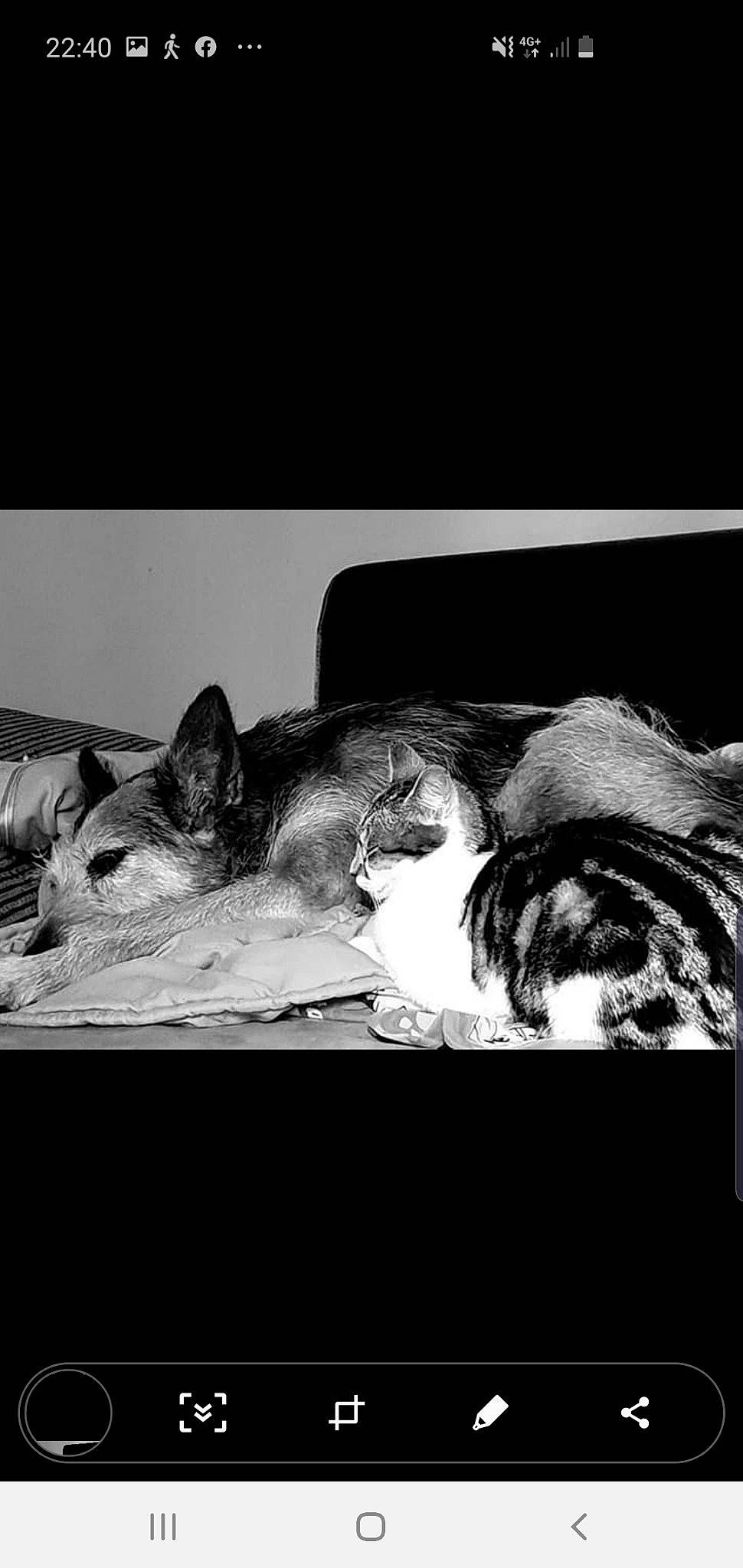 Seco participe au concours pour gagner de l'argent avec cette photo : black, black_and_white, cat, eye, felidae, fur, love, monochrome, monochrome_photography, nap, photography, sleep, snapshot, stock_photography, style, whiskers, white